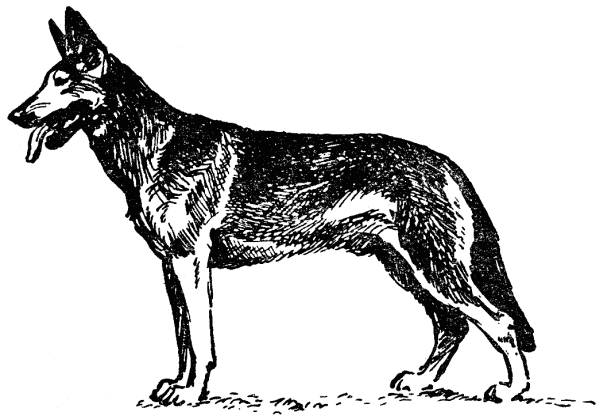 Книгаго: Воспитание щенка (Советы начинающему собаководу). Иллюстрация № 1