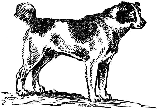 Книгаго: Воспитание щенка (Советы начинающему собаководу). Иллюстрация № 2