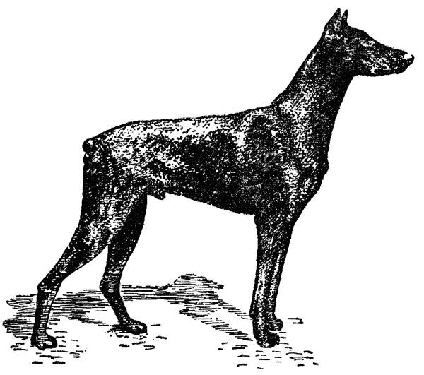 Книгаго: Воспитание щенка (Советы начинающему собаководу). Иллюстрация № 3