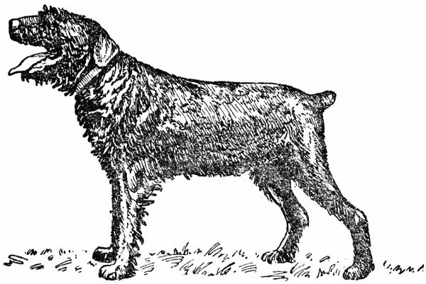 Книгаго: Воспитание щенка (Советы начинающему собаководу). Иллюстрация № 6