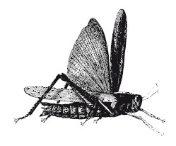 Книгаго: Планета насекомых. Иллюстрация № 2