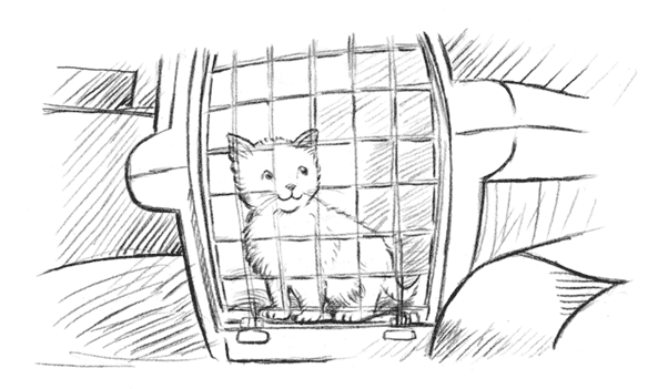 Книгаго: Энджел. Котёнок обретает дом. Иллюстрация № 1