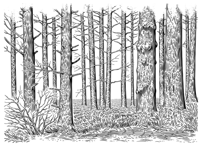 Книгаго: В бессердечном лесу. Иллюстрация № 1