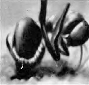 Книгаго: Операция «Лесные муравьи». Иллюстрация № 34