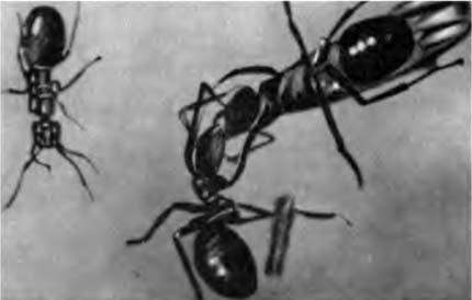 Книгаго: Операция «Лесные муравьи». Иллюстрация № 40