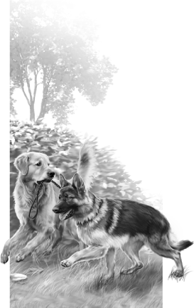 Книгаго: Фукусима, или История собачьей дружбы. Иллюстрация № 1