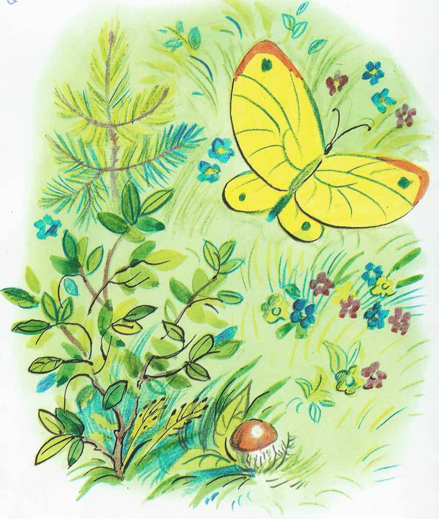 Книгаго: Бабочка. Иллюстрация № 1