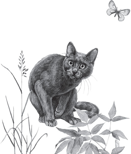 Книгаго: Беспризорная кошка. Иллюстрация № 1
