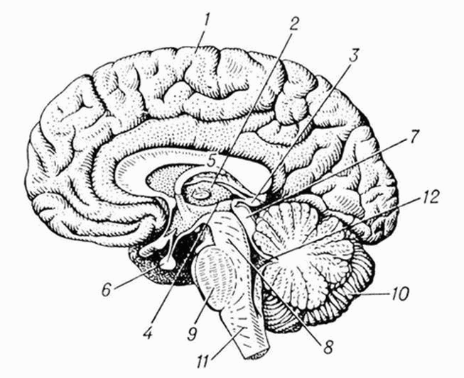 Книгаго: Головной мозг человека. Иллюстрация № 1