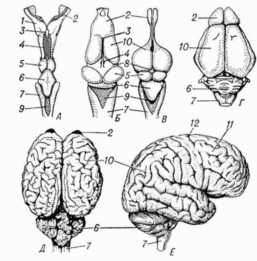Книгаго: Головной мозг человека. Иллюстрация № 2