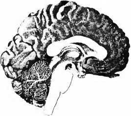 Книгаго: Мы —  это наш мозг. От матки до Альцгеймера. Иллюстрация № 1