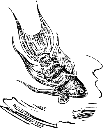 Книгаго: Рассказ о жизни рыб. Иллюстрация № 1