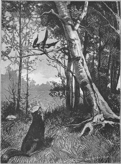 Книгаго: В дебрях Севера (Приключения волка, медведя и лисицы). Иллюстрация № 16