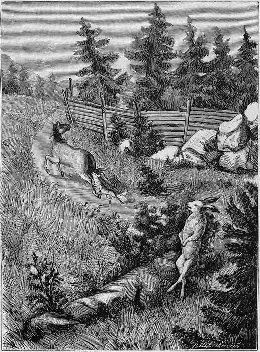 Книгаго: В дебрях Севера (Приключения волка, медведя и лисицы). Иллюстрация № 77