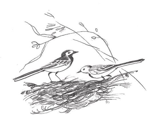 Книгаго: Слушай птиц. Иллюстрация № 3