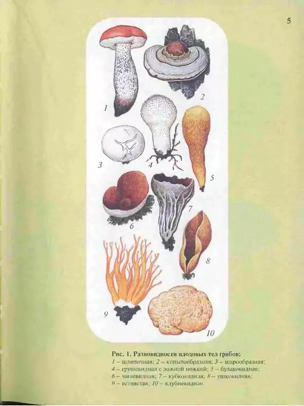 Книгаго: Большой определитель грибов. Иллюстрация № 5