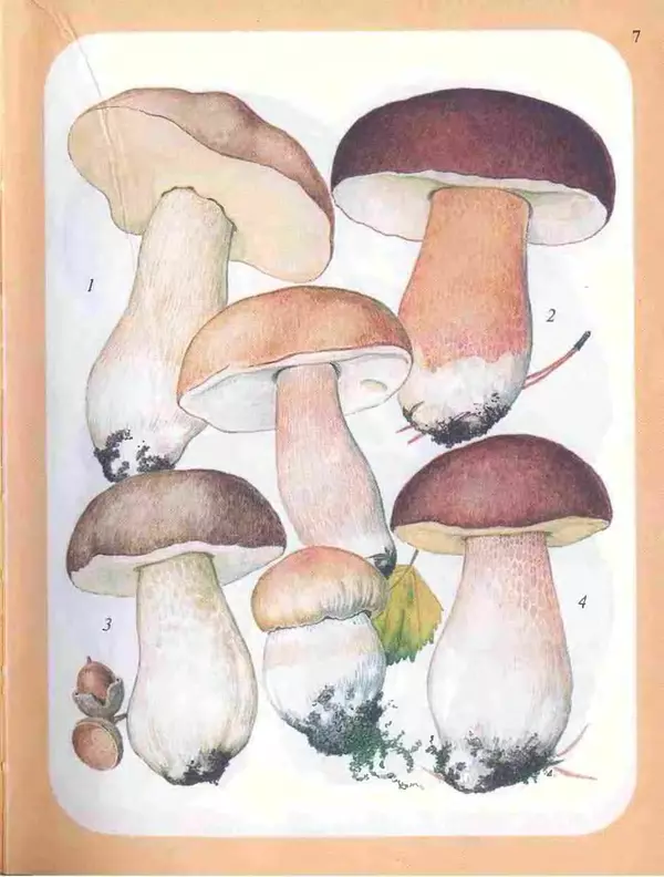 Книгаго: Большой определитель грибов. Иллюстрация № 7