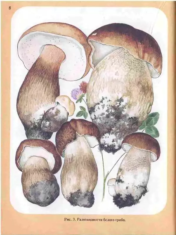 Книгаго: Большой определитель грибов. Иллюстрация № 8