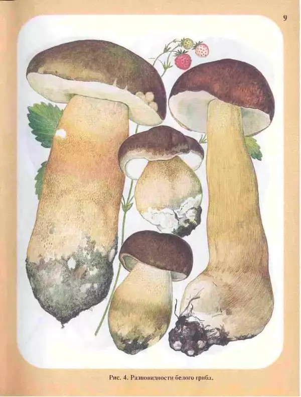 Книгаго: Большой определитель грибов. Иллюстрация № 9
