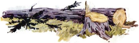 Книгаго: Большое дерево. Иллюстрация № 8