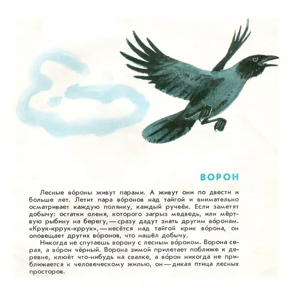 Книгаго: Птицы наших лесов. Иллюстрация № 5