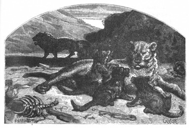 Книгаго: Приключения парижанина в стране львов, в стране тигров и в стране бизонов. Иллюстрация № 2