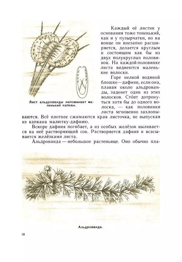 Книгаго: Растения-Хищники. Иллюстрация № 19