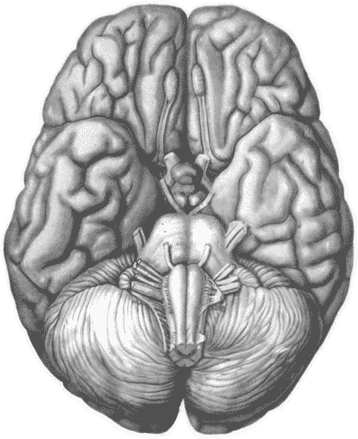 Книгаго: Штурм мозга. Иллюстрация № 1