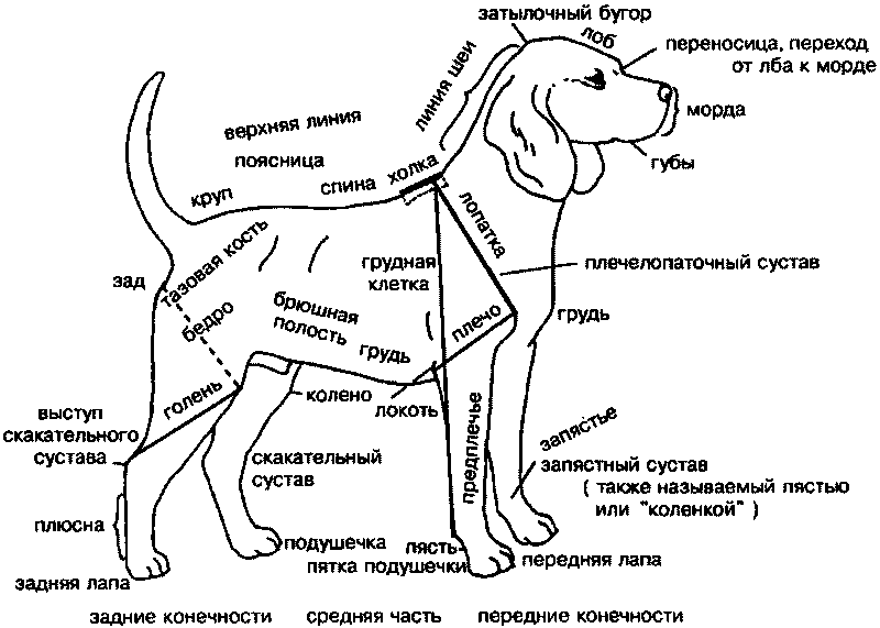 Книгаго: Движение собак. Иллюстрированное пособие для оценки движения собак с первого взгляда. Иллюстрация № 6