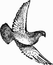 Книгаго: Птица-Радость. Рассказы о голубиной охоте.. Иллюстрация № 1