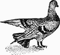 Книгаго: Птица-Радость. Рассказы о голубиной охоте.. Иллюстрация № 2