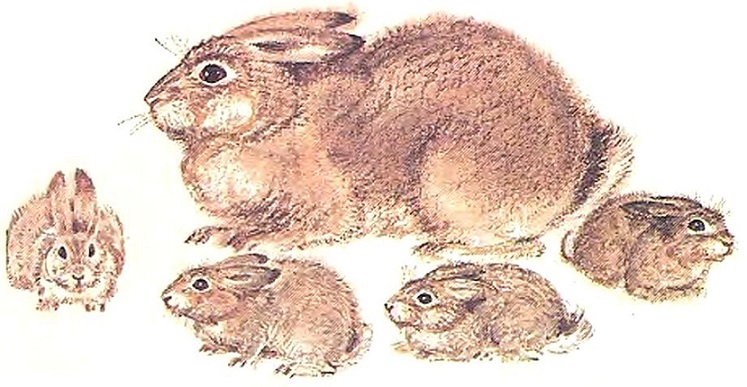 Книгаго: Чем кролик на зайца не похож. Иллюстрация № 2