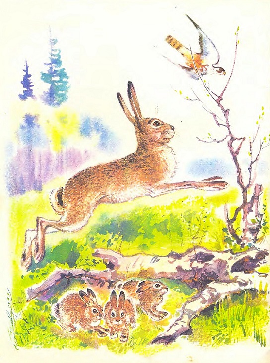 Книгаго: Чем кролик на зайца не похож. Иллюстрация № 3