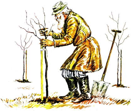 Книгаго: Старик сажал яблони. Иллюстрация № 2