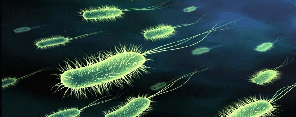Книгаго: Бактерии. Иллюстрация № 1