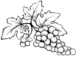 Книгаго: Виноград для любого региона. Как вырастить без ошибок? 50 шагов к успеху. Иллюстрация № 1