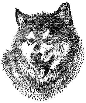 Книгаго: Ездовые собаки-друзья по риску. Иллюстрация № 2