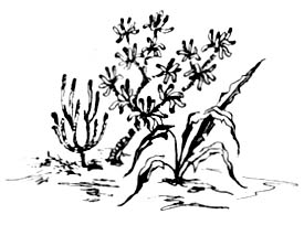 Книгаго: Происхождение растений. Иллюстрация № 1