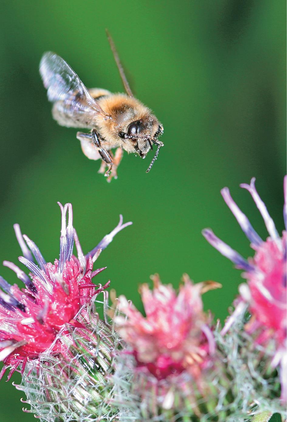 Книгаго: Феномен медоносной пчелы. Биология суперорганизма. Иллюстрация № 1
