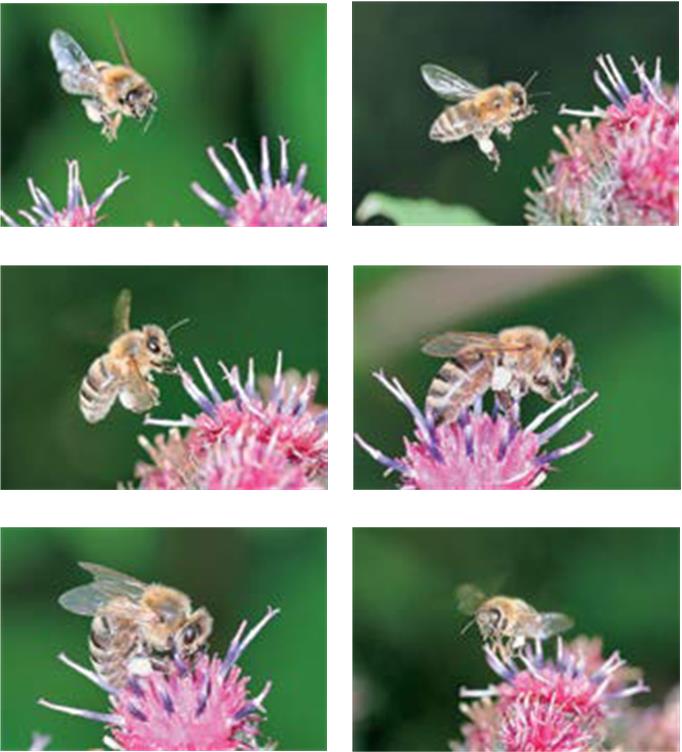 Книгаго: Феномен медоносной пчелы. Биология суперорганизма. Иллюстрация № 2
