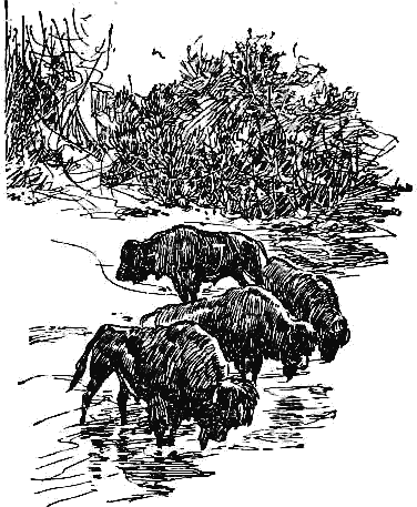 Книгаго: Апок, зазыватель бизонов (др. изд.). Иллюстрация № 6
