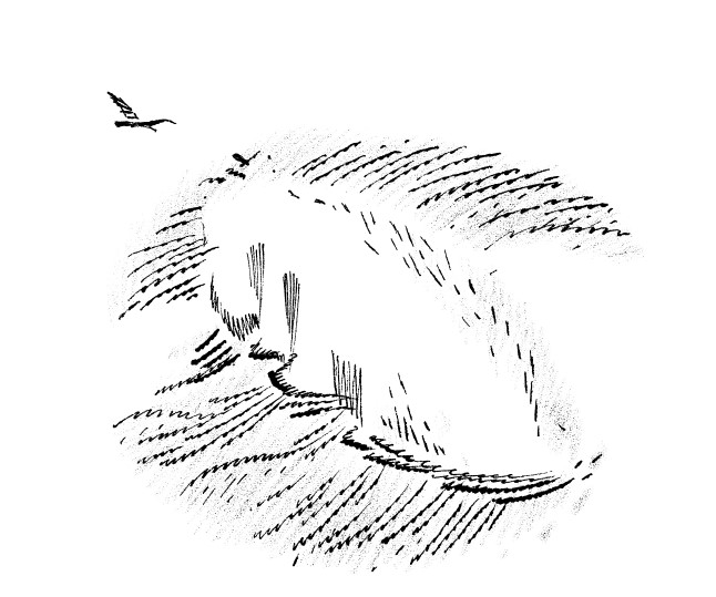 Книгаго: Алмазы Птичьего острова. Иллюстрация № 4