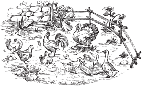 Книгаго: Домашняя птица. Иллюстрация № 1