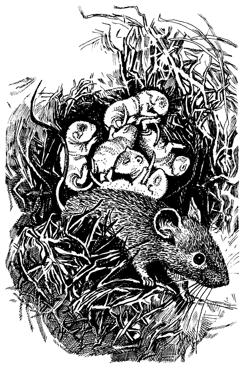 Книгаго: Школьная мышь. Иллюстрация № 2