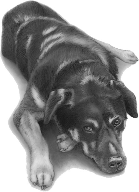 Книгаго: Душа собаки. Как и почему ваша собака вас любит. Иллюстрация № 2