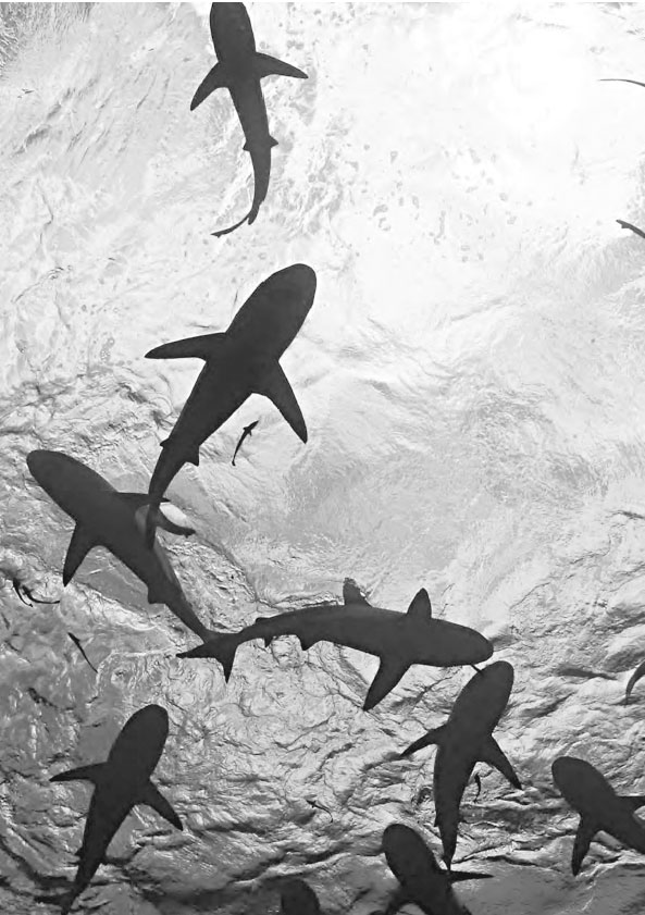 Книгаго: Императоры глубин: Акулы. Самые загадочные, недооцененные и незаменимые стражи океана. Иллюстрация № 1