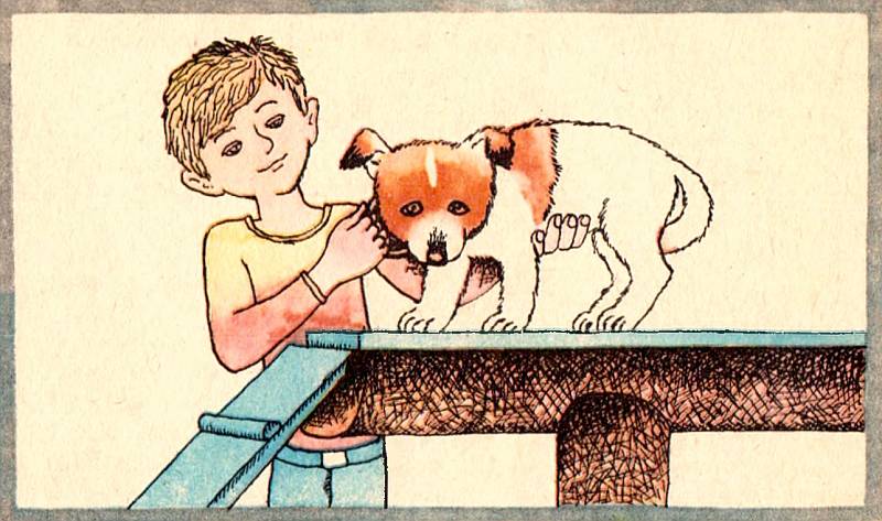Книгаго: Четвероногий друг. В помощь юному собаководу. Иллюстрация № 20