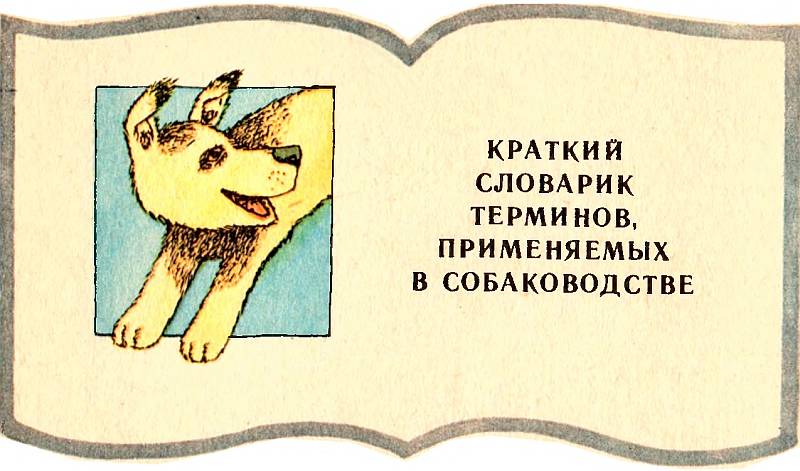 Книгаго: Четвероногий друг. В помощь юному собаководу. Иллюстрация № 24
