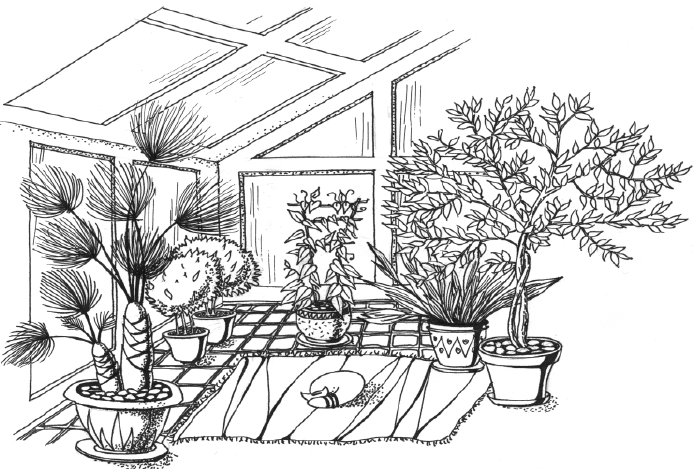 Книгаго: Энциклопедия комнатных растений. Иллюстрация № 1