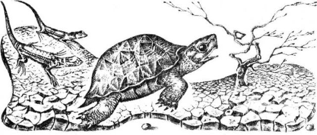 Книгаго: Пять дней из жизни черепахи  . Иллюстрация № 2